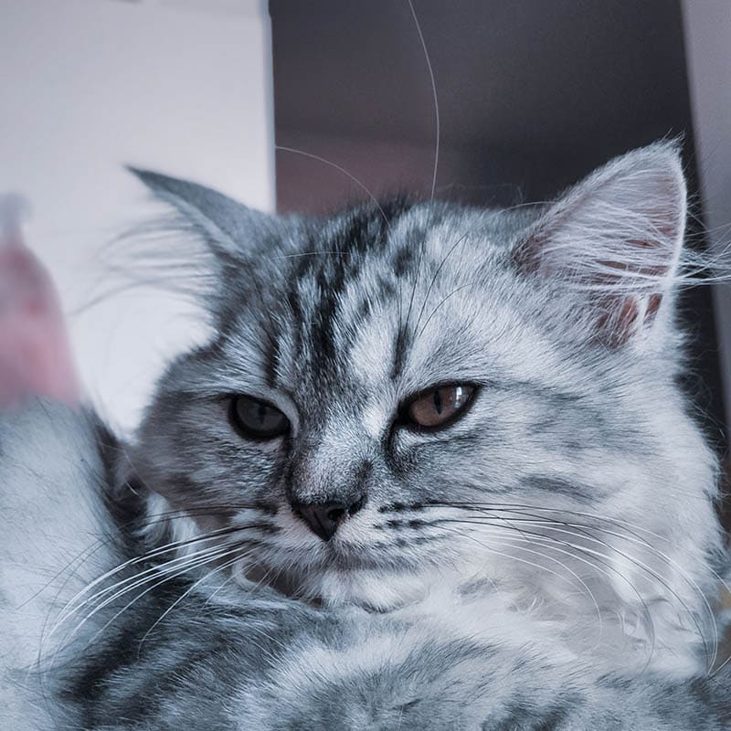 close up semi flat-faced persian ragdoll mix cat
