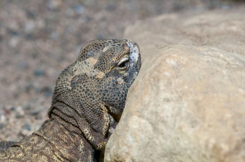 close up shot of Mali Uromastyx