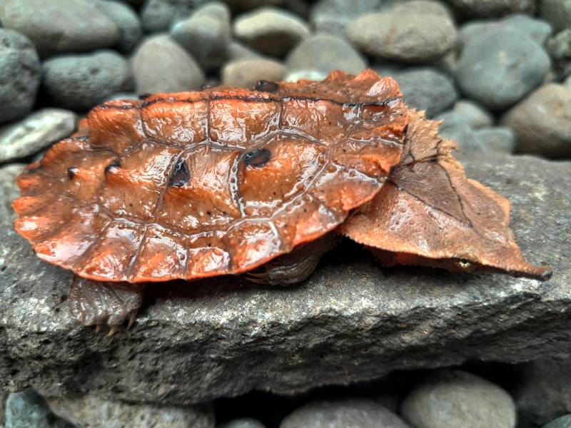 close up shot of mata mata turtle on a rock