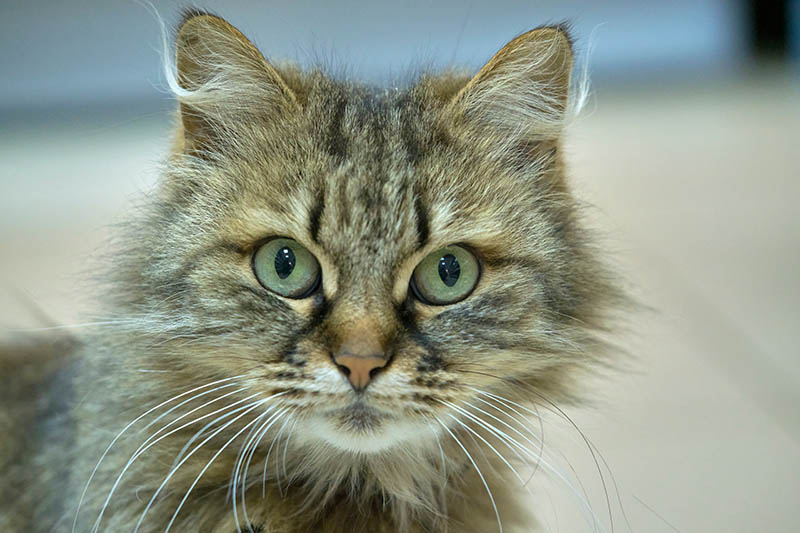 close up tortoise Turkish angora cat