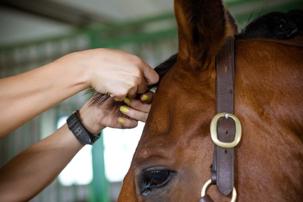 close up woman braiding a horse