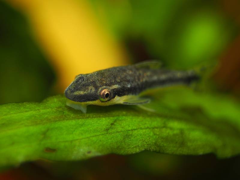 closeup of Otocinclus Catfish
