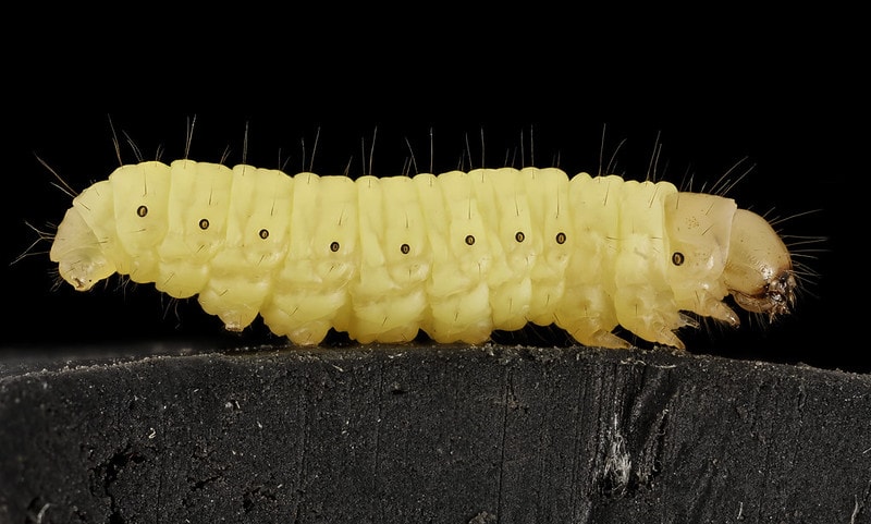 closeup of a waxworm