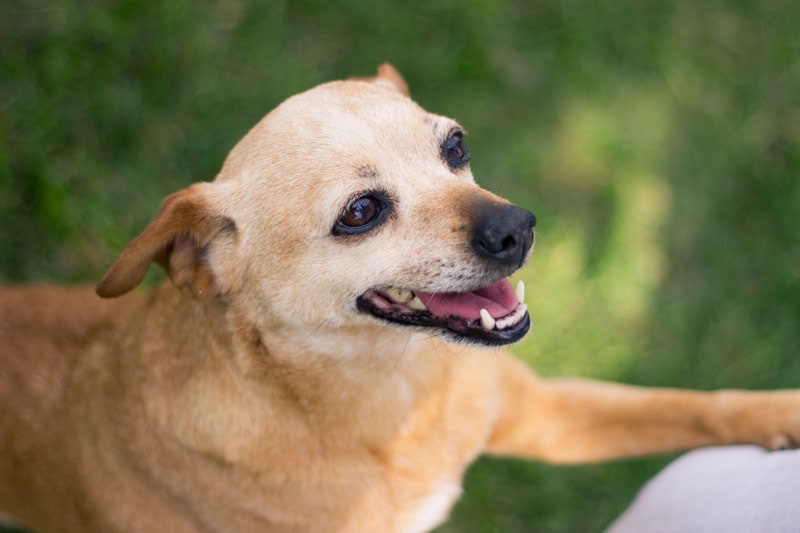 closeup of brown chihuahua