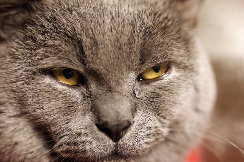 closeup on a tear in the eye of a cat