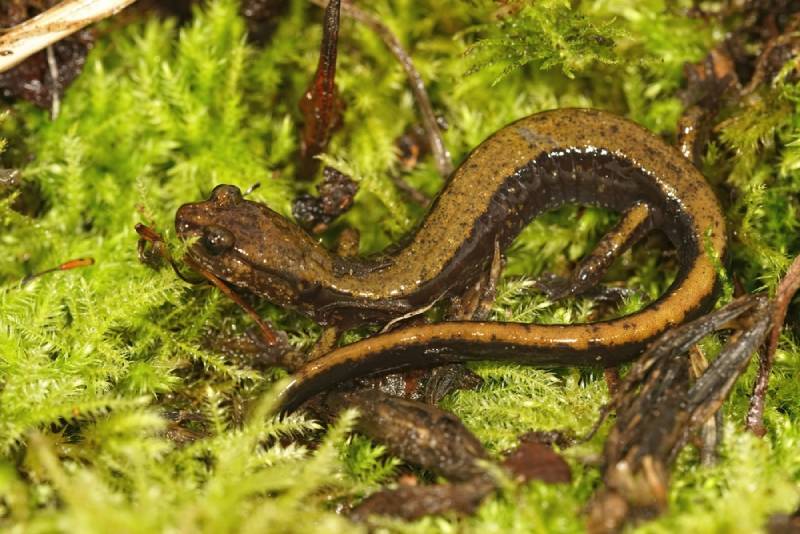closeup on an juvenile green colored Dunn's salamander