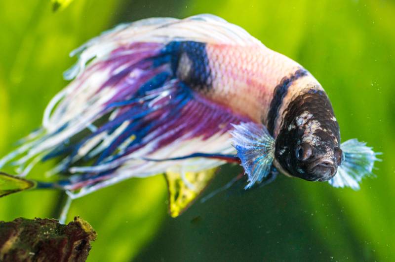 closeup shot of sick betta fish in an aquarium
