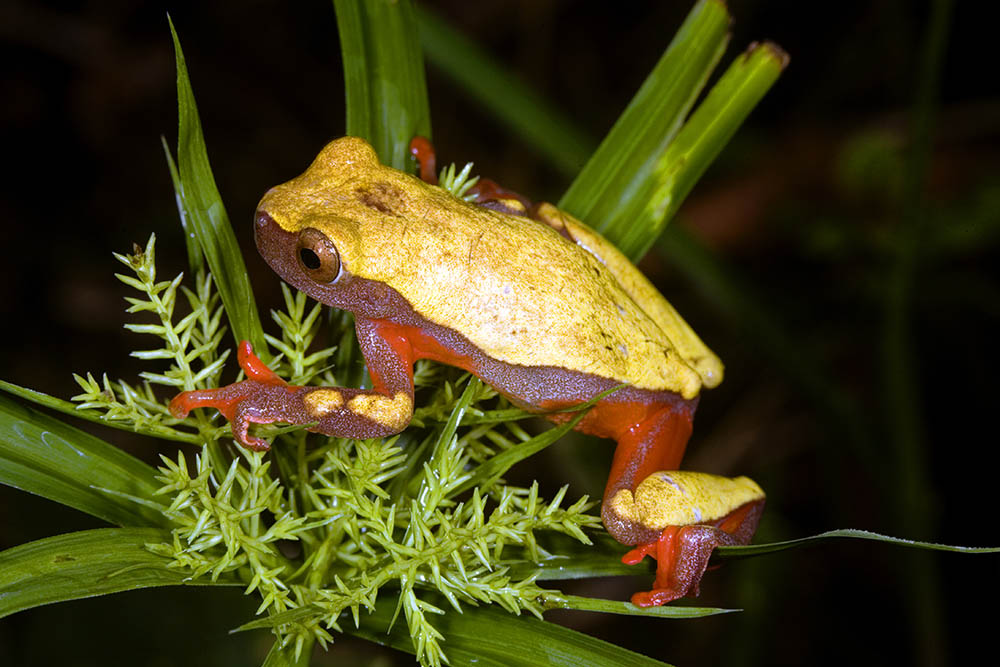 Clown tree frog in a plant