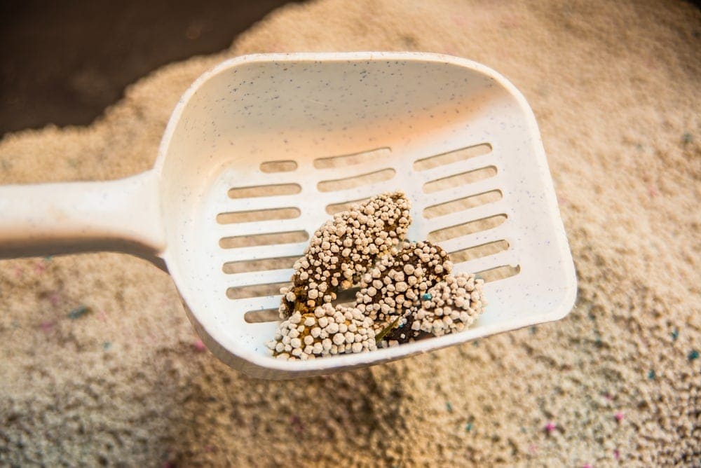 clumping litter