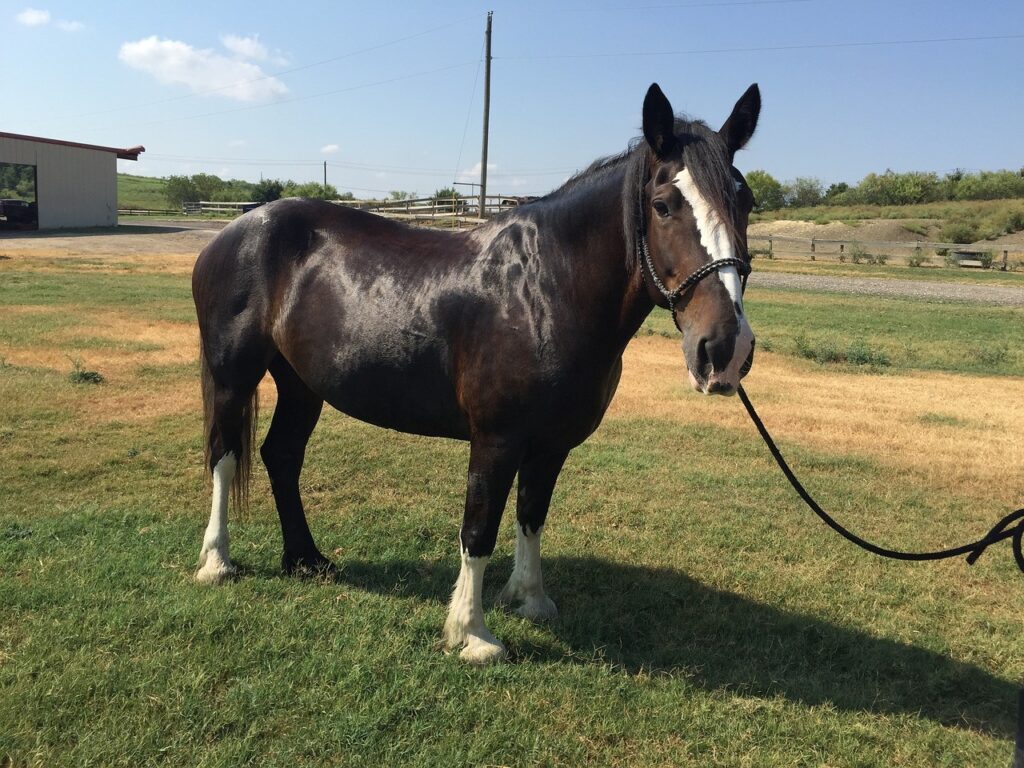 clydesdale horse