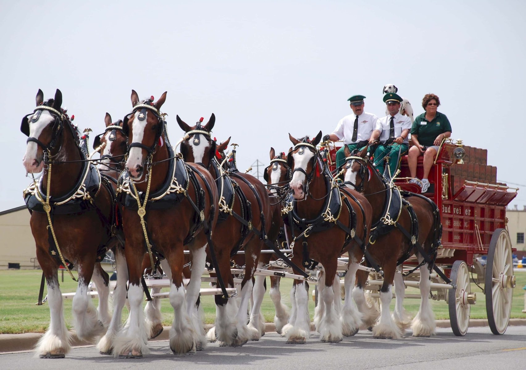 clydesdale horses
