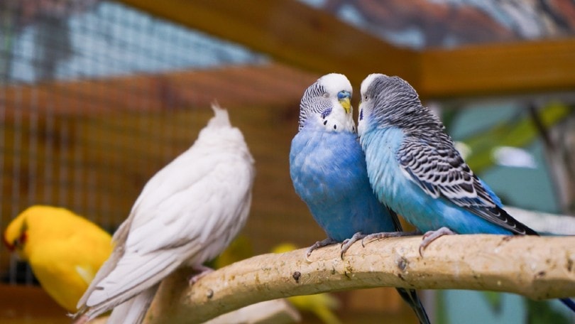 cockatiel and parakeets in cage
