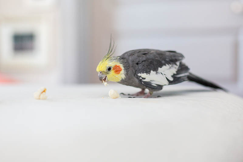 cockatiel bird eats popcorn