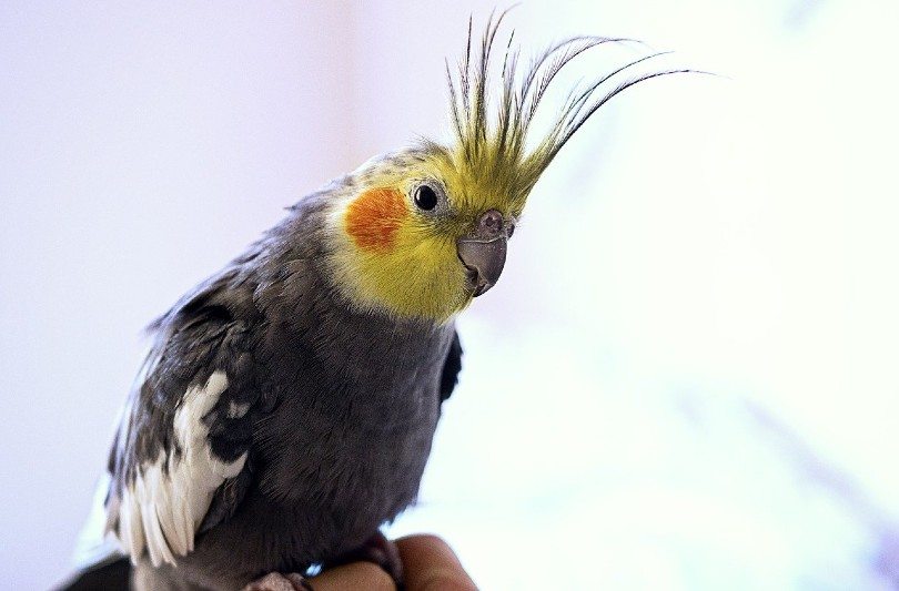 cockatiel closeup_Joshua_Willson, Pixabay