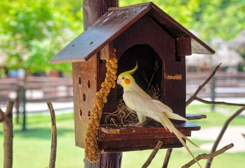 cockatiel nest_Parinya Feungchan_Shutterstock