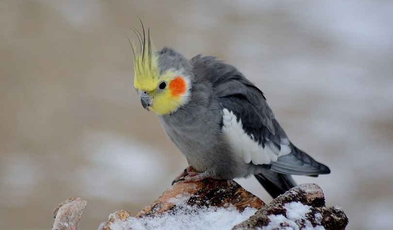 cockatiel-pixabay (2)