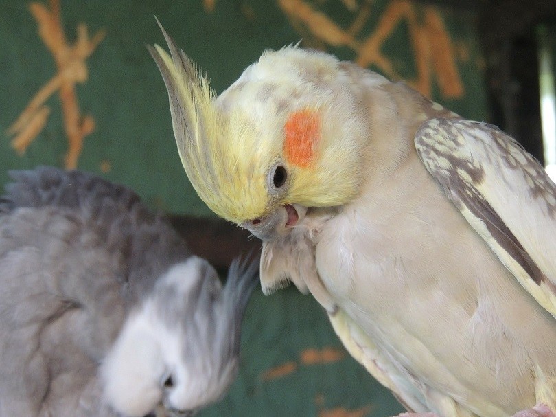 cockatiel-pixabay