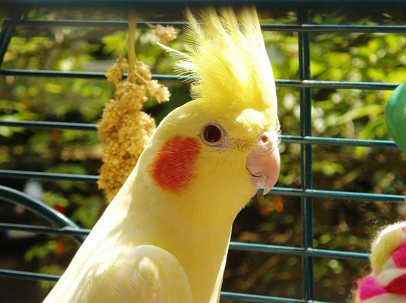 cockatiel-pixabay2