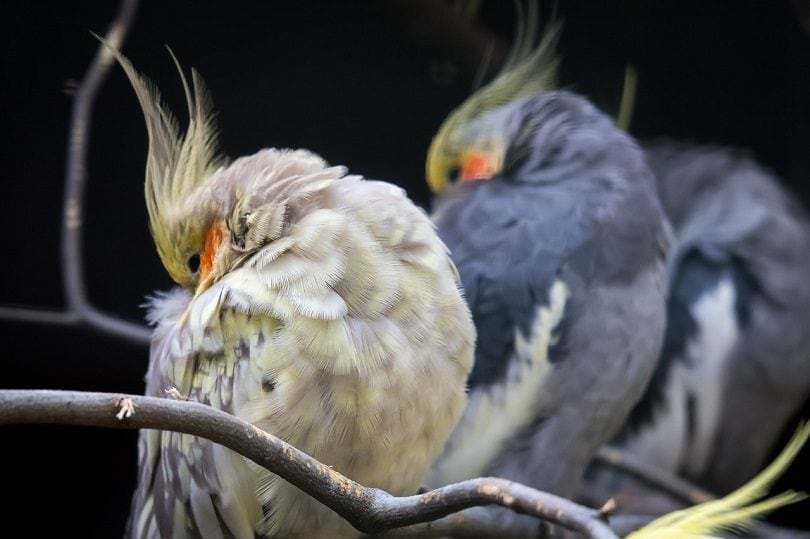 cockatiels-pixabay