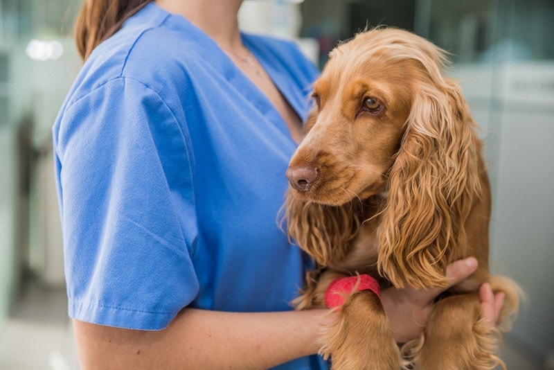 cocker spaniel dog vet