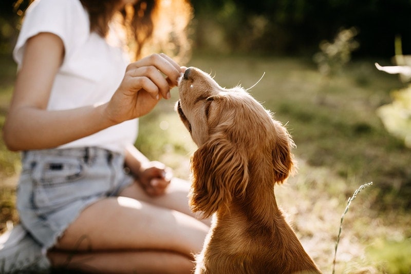 cocker spaniel gets treat