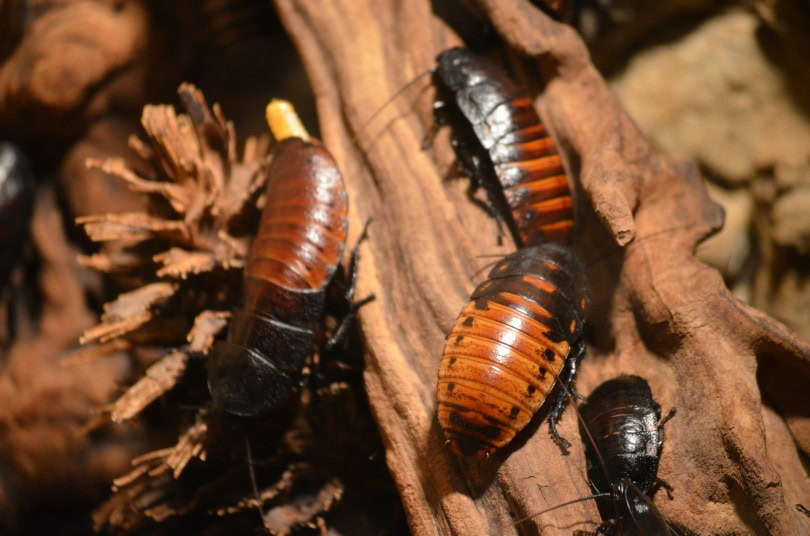 cockroaches_Walter Freudling_Pixabay