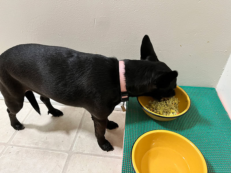coco eating nom nom dog food