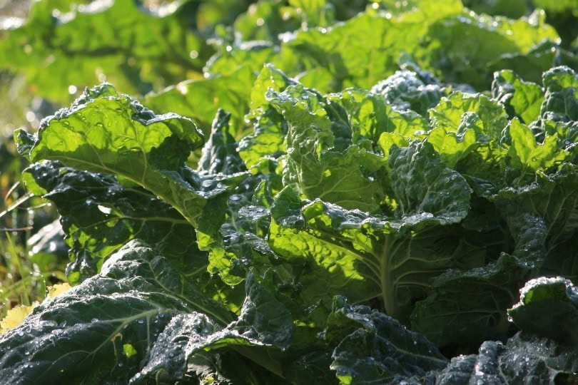 collard greens