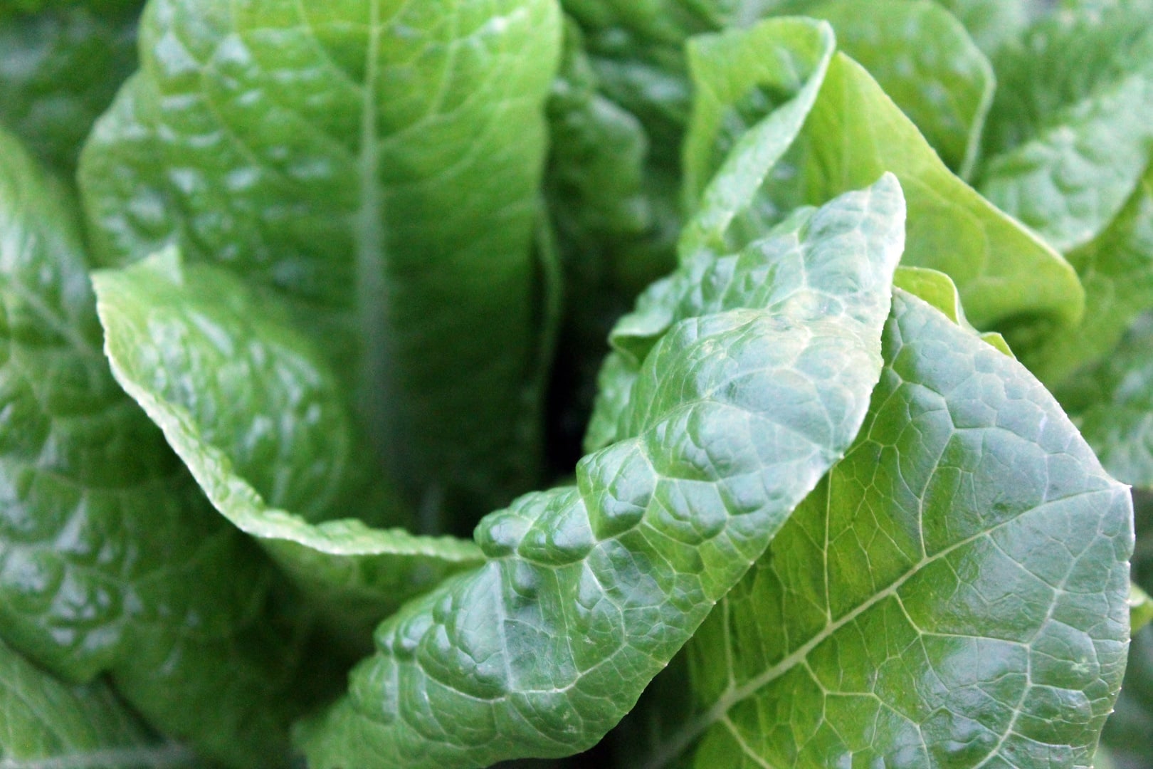 collard greens
