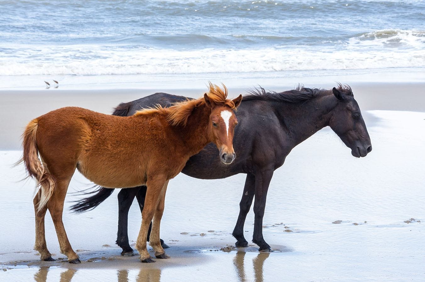 colonial spanish horse