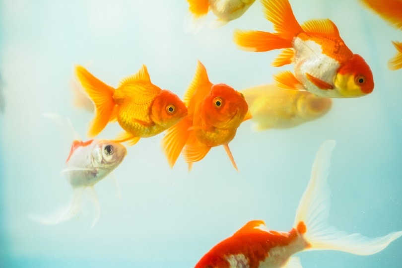 colorful Oranda goldfish