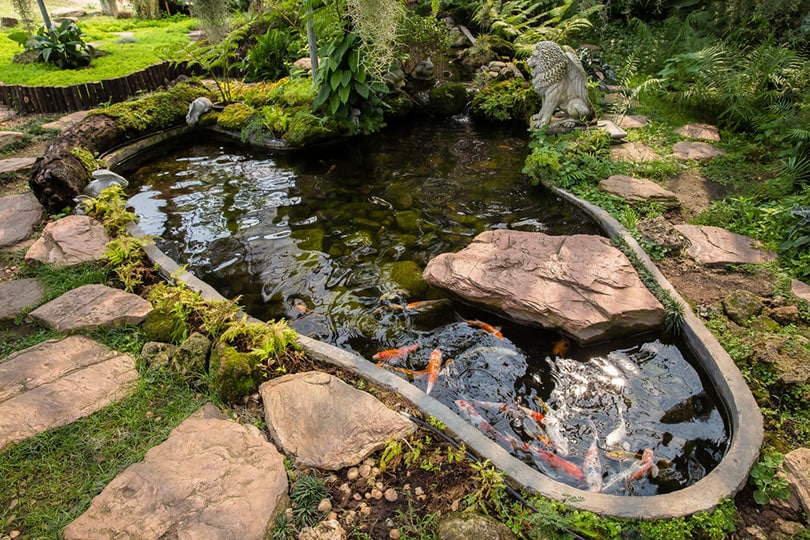 colorful ornamental comet goldfishes in a garden pond
