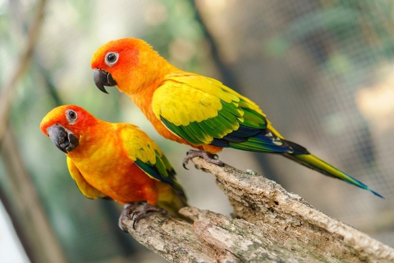 colorful sun conure parrot birds_Naypong Studio_shutterstoock