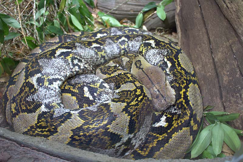 colourful patterned python
