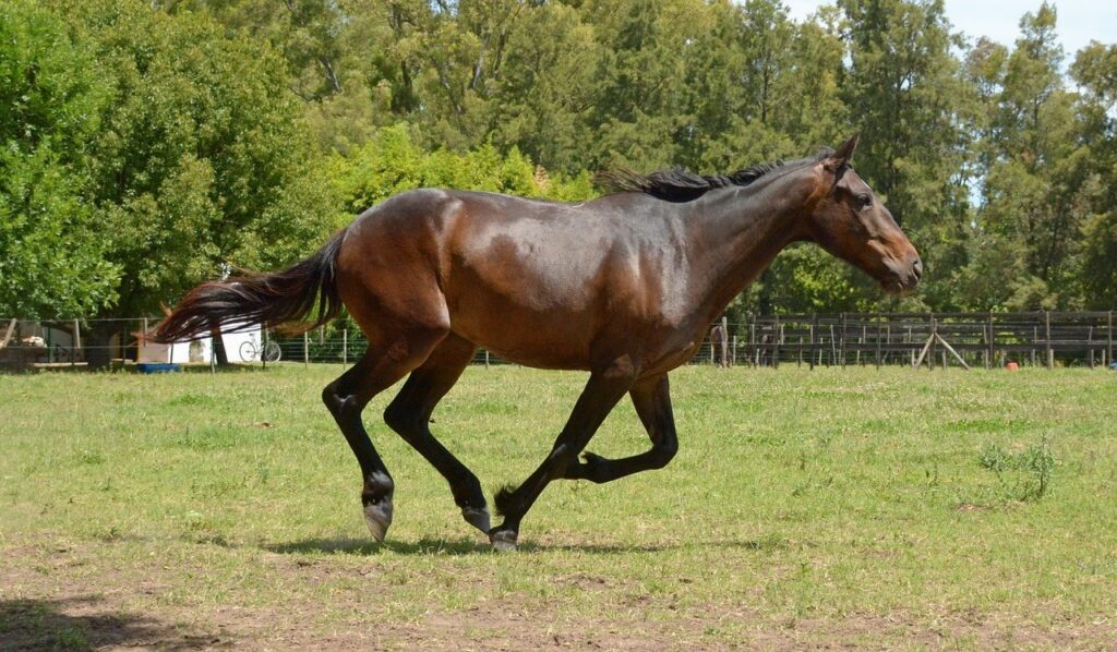 colt horse