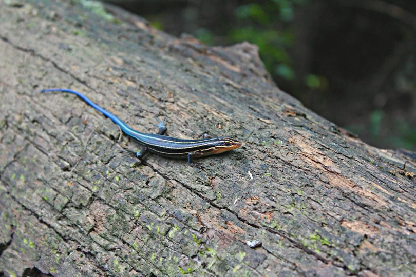 common Plestiodon Skink_Brittany Stevenson_shutterstock