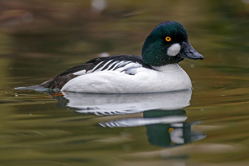 common goldeneye duck in the river