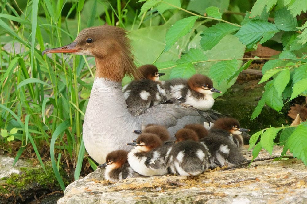 common merganser with ducklings