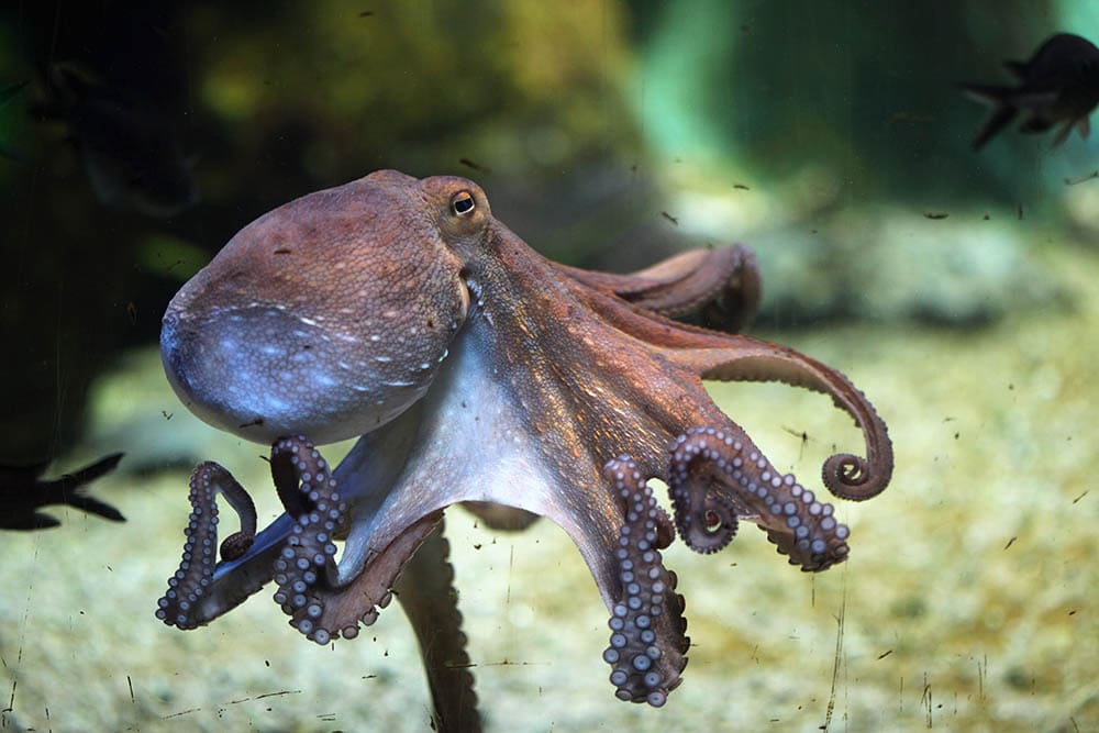 Common octopus
