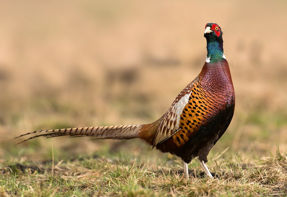 common Pheasant