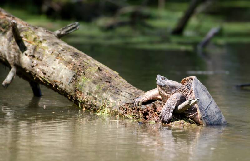 common snapping turtle suns on fallen log in small