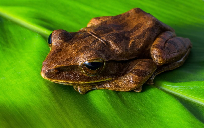 common tree frog_Piqsels