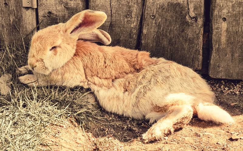 continental giant rabbit in the sunshine
