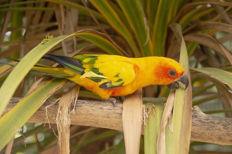 conure bird