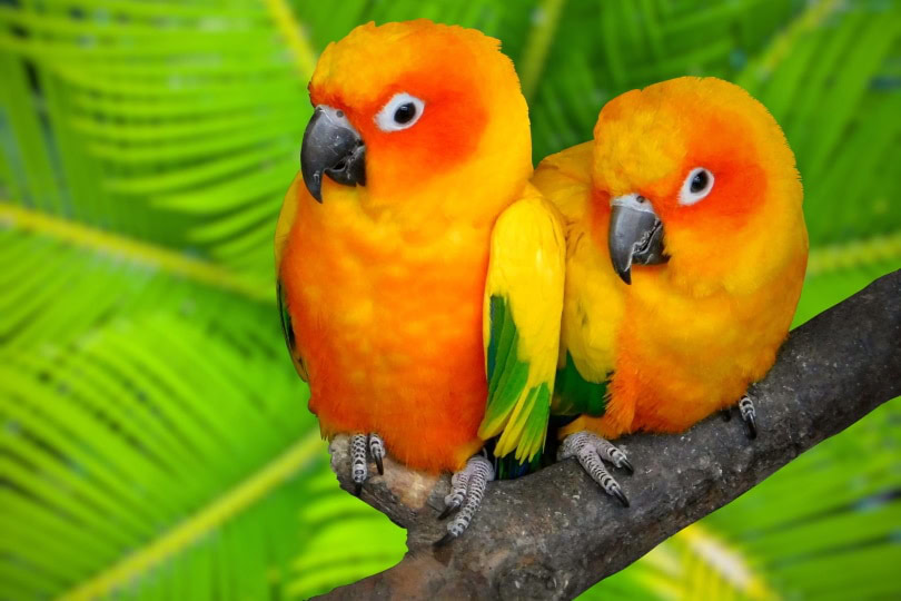 conure bired