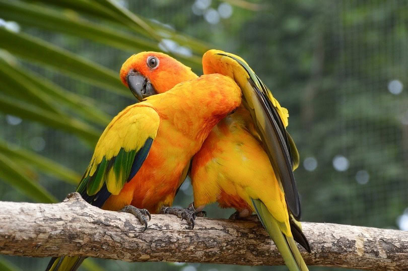 conure-pixabay