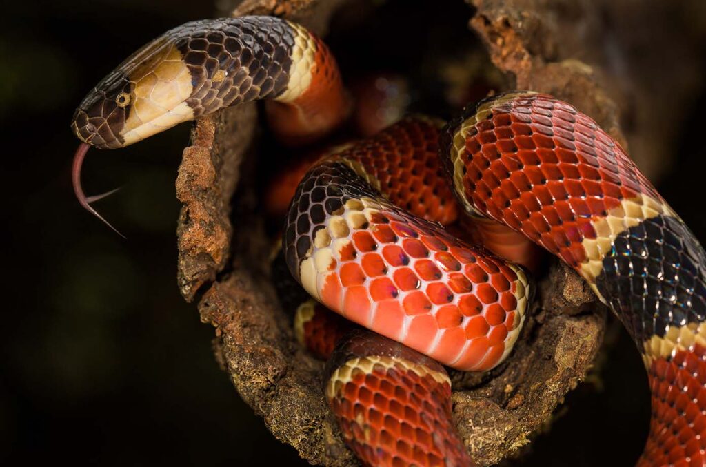 coral snake