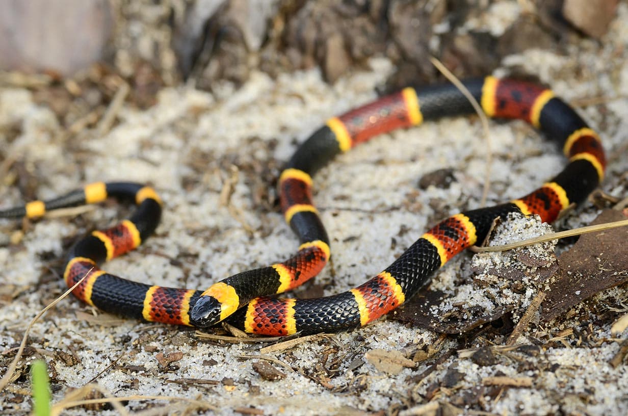 coral snake