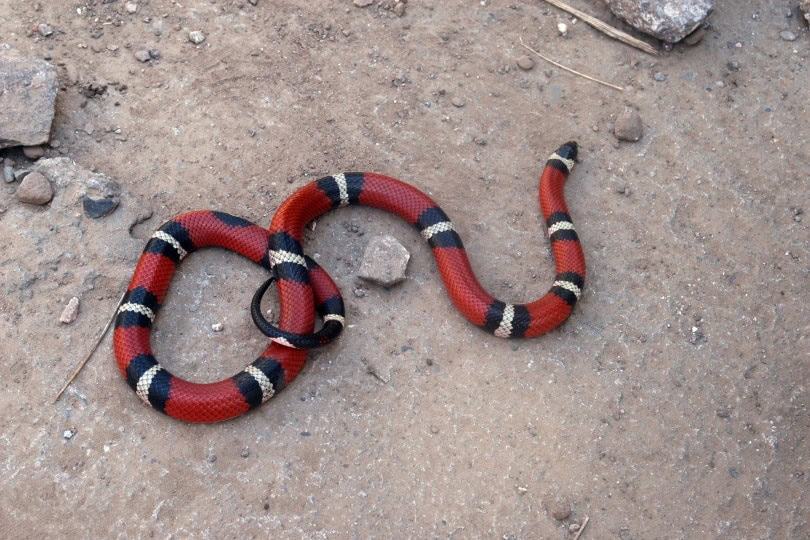 FALSE coral snake_mgrpowerlifting_Pixabay