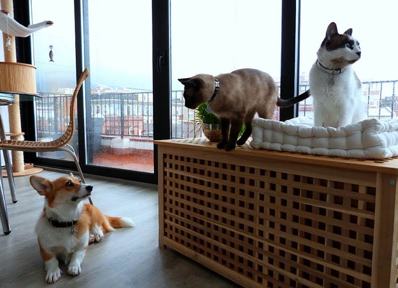 corgi looking at the two cats